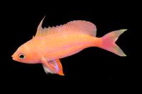 picture of Randall's Anthias Med                                                                                Pseudanthias randalli